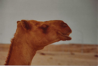Close-up of a horse