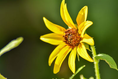 Close-up of yellow flower