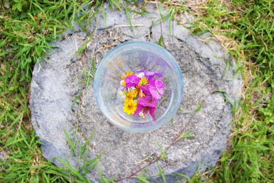 Directly above shot of flower in grass