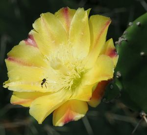 Close-up of yellow flower