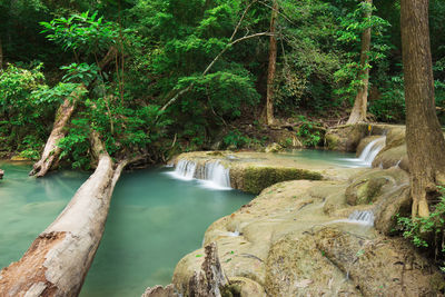 Scenic view of waterfall in forest