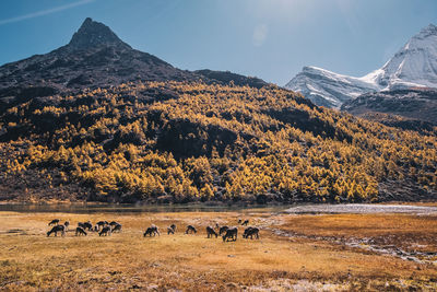 View of sheep on field against snowcapped mountains