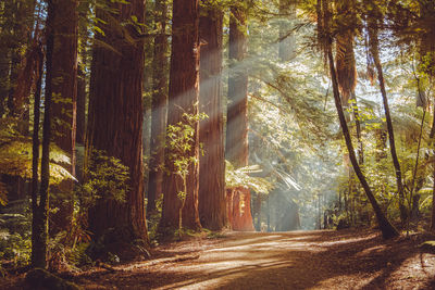 Redwood forest first light
