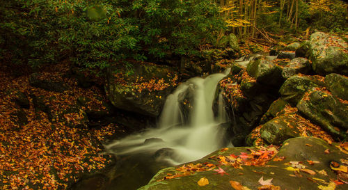 Scenic view of waterfall in forest