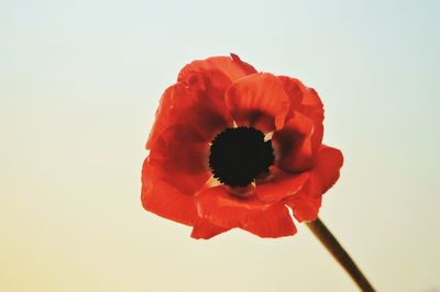 Close-up of red flower