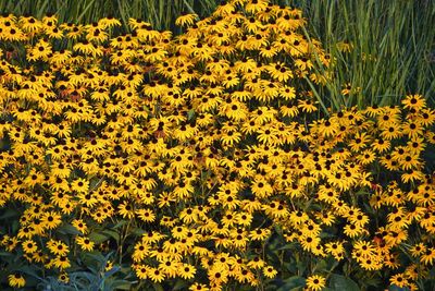 High angle view of yellow flowering plants on field