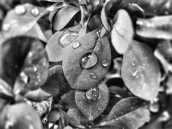 Close-up of water drops on leaves
