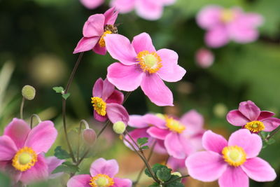 Close-up of pink flowering plants