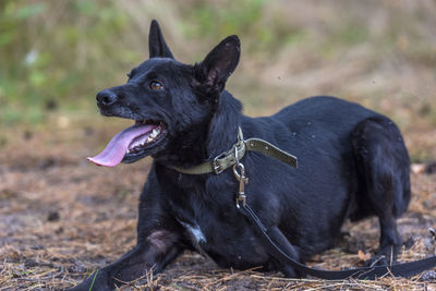 Black dog looking away