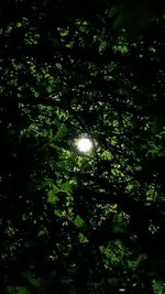 Low angle view of trees