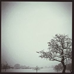 Bare trees on landscape against clear sky