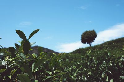 Close-up of fresh plants against sky