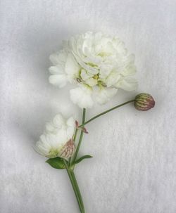 Close-up of white flowers