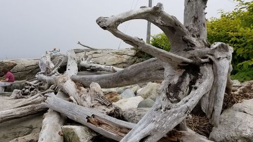 Driftwood on tree trunk