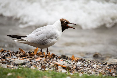 Seagull perching on a rock