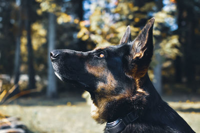 Beautiful young german shepherd. female.