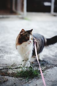 Portrait of a cat looking away