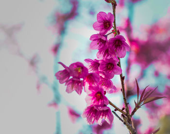 Close-up of pink flowers on branch