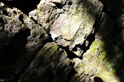 Close-up of lizard on tree trunk