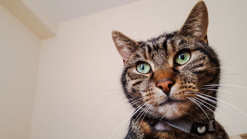 Close-up portrait of cat