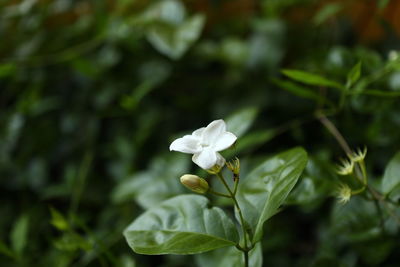 Close-up of white flowering plant