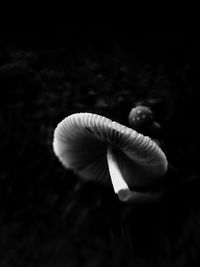 Close-up of a mushroom