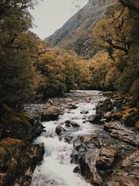 Stream flowing through rocks in forest