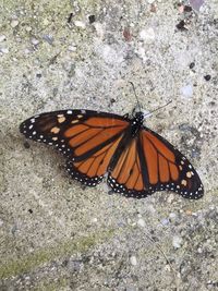 High angle view of butterfly on flower