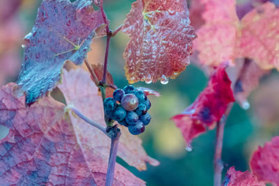 Close-up of grapes in autumn