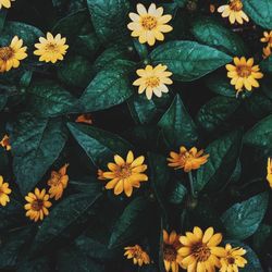 High angle view of yellow flowering plant