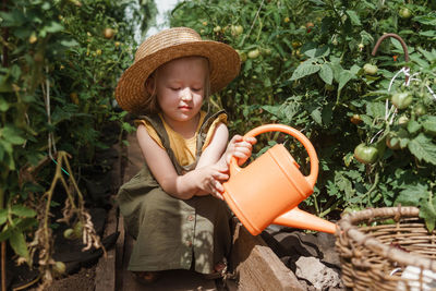 A little girl in a straw hat is picking tomatoes in a greenhouse. harvest concept.