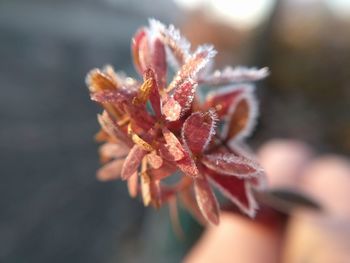 Close-up of red flowering plant