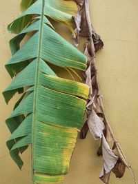 Banana leaves begin to dry. from the cold air