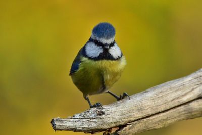 Close-up of bird perching on wood