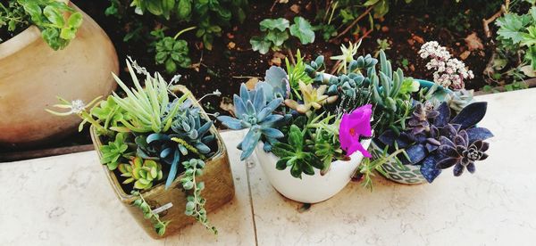 High angle view of potted plants on table