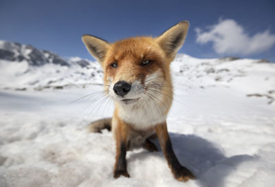 Close-up portrait of fox on snow covered field