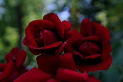 Close-up of red rose