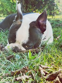 Close-up of a dog resting on field