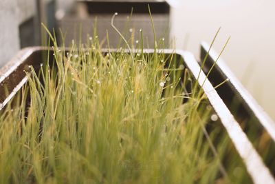 Close-up of fresh green grass