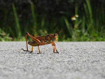 Close-up of insect on road