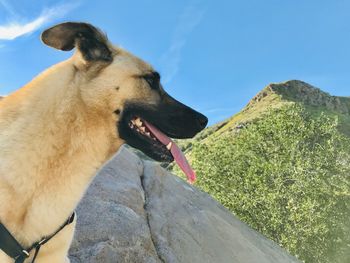 Dog looking away on rock against sky