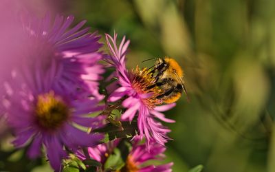 Close-up of bee pollinating on purple flower