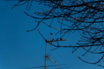 Low range view of  birds on antenna against blue sky