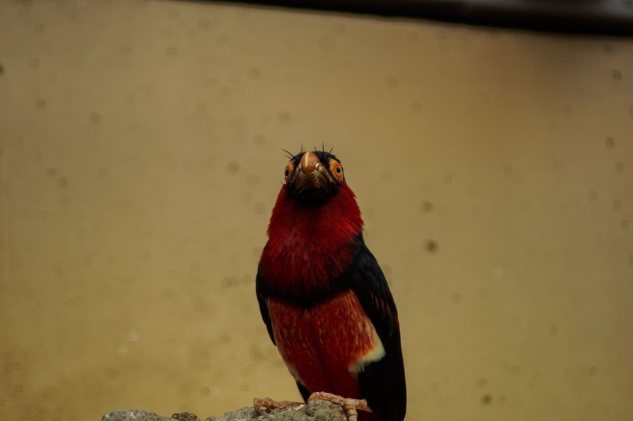 VIEW OF BIRD ON WALL