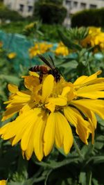 Close-up of bee pollinating on yellow flower