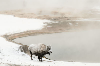 Bisont  on snow covered land