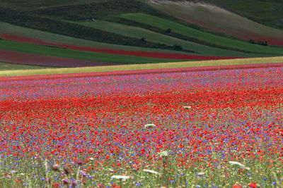 Scenic view of field