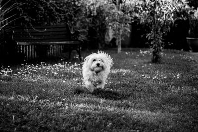 Portrait of dog on field