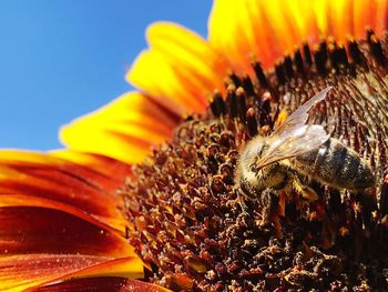 Close-up of bee pollinating on sunflower