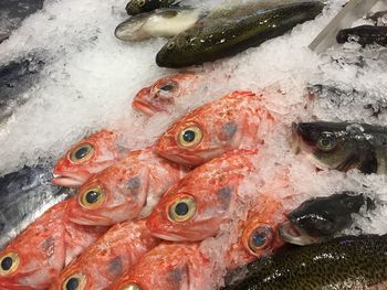 High angle view of fish for sale in market